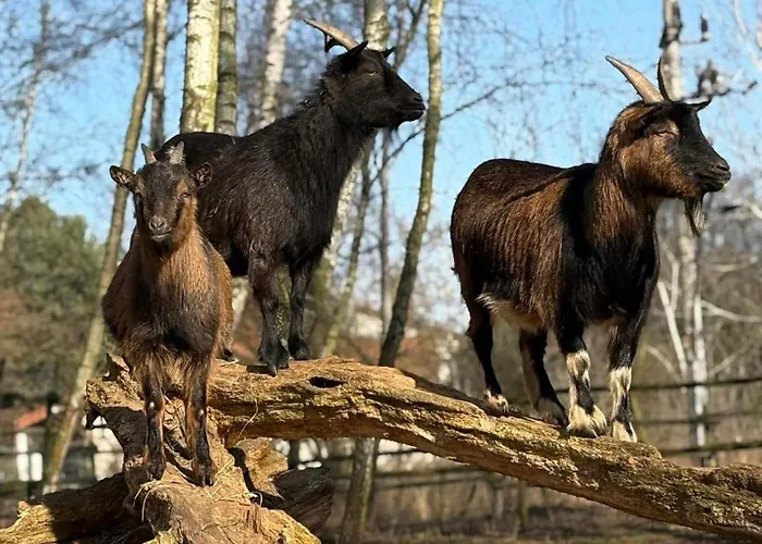 Traperska Osada * Potasze