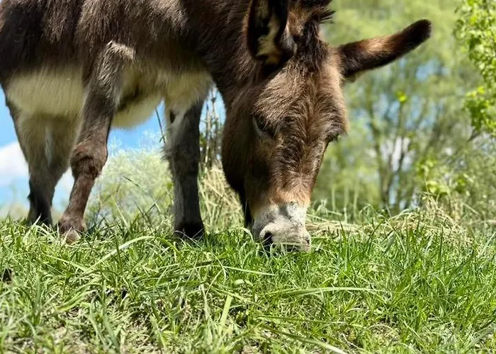 Traperska Osada * Potasze