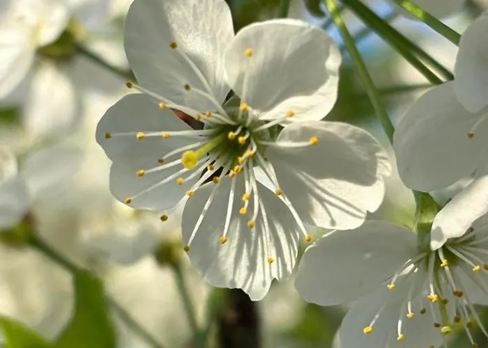 Traperska Osada Farm stay *