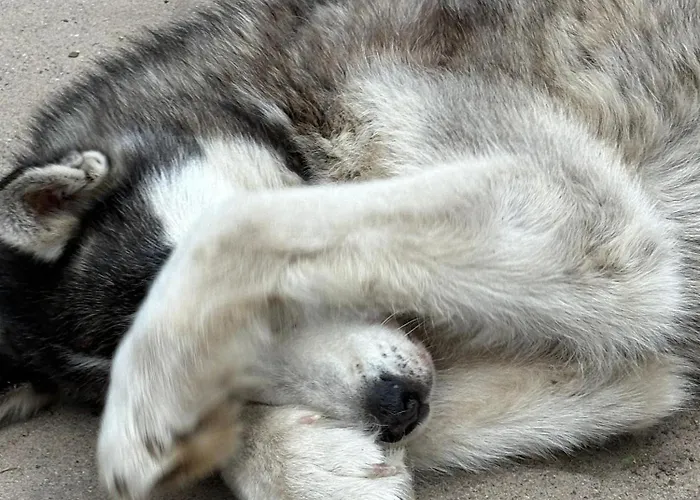 Traperska Osada Farm stay Potasze